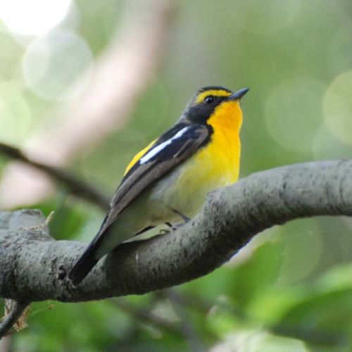 Narcissus Flycatcher | Ficedula narcissina photo