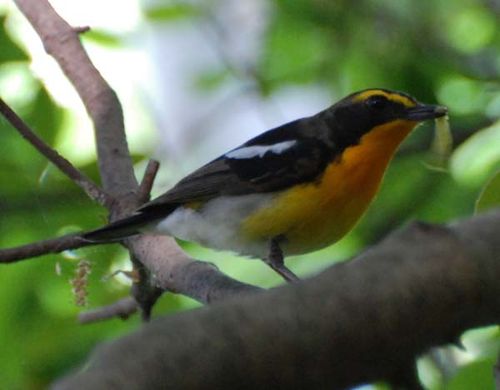 Narcissus Flycatcher | Ficedula narcissina photo