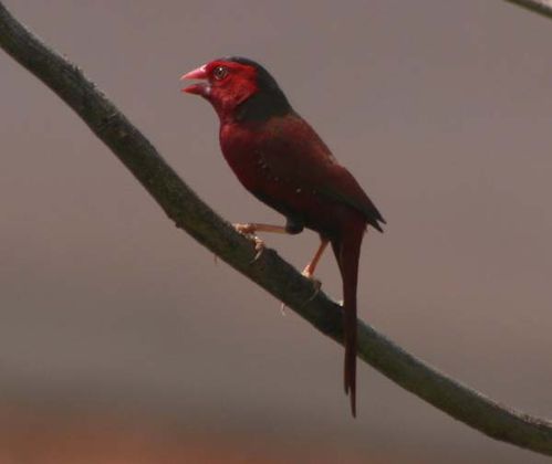 Crimson Finch | Neochmia phaeton photo