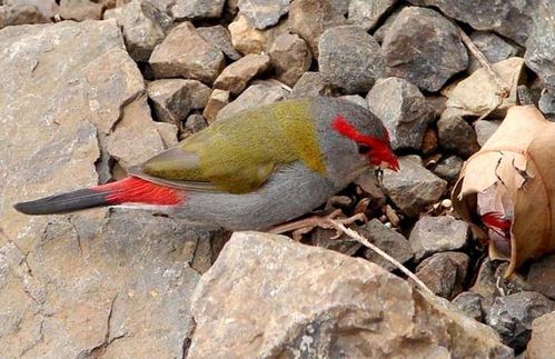 Red-browed Finch | Neochmia temporalis photo