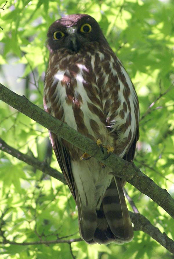 Brown Hawk-Owl | Ninox scutulata photo