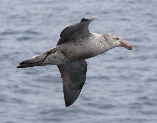 Northern Giant-Petrel | Macronectes halli photo