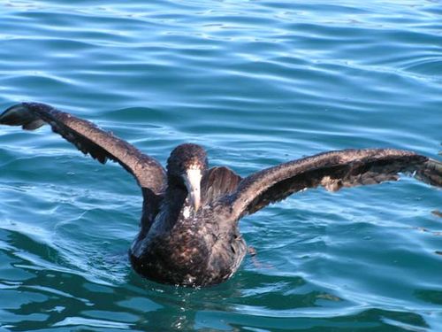 Northern Giant-Petrel | Macronectes halli photo