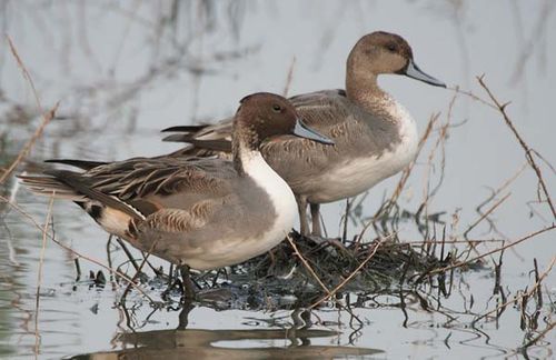 Northern Pintail | Anas acuta photo