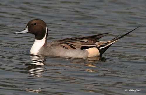 Northern Pintail | Anas acuta photo