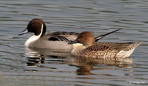 Northern Pintail | Anas acuta photo