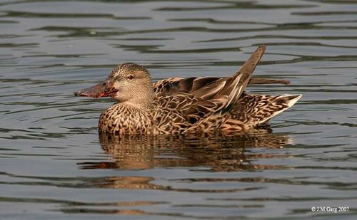 Northern Shoveler | Anas clypeata photo