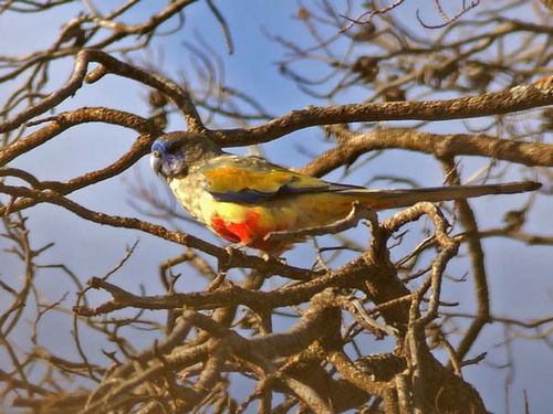 Blue Bonnet | Northiella haematogaster photo