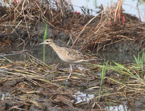 Little Curlew | Numenius minutus photo