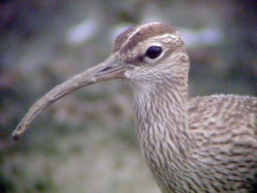 Little Curlew | Numenius minutus photo