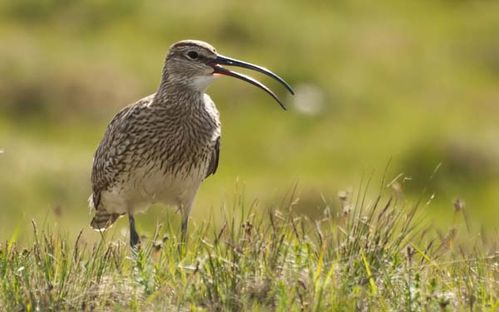 Whimbrel | Numenius phaeopus photo