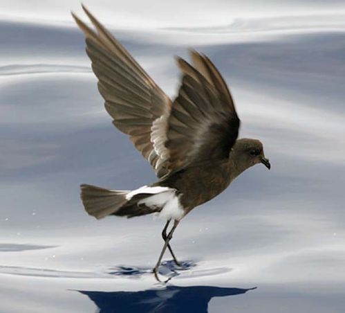 Wilsons Storm-Petrel | Oceanites oceanicus photo