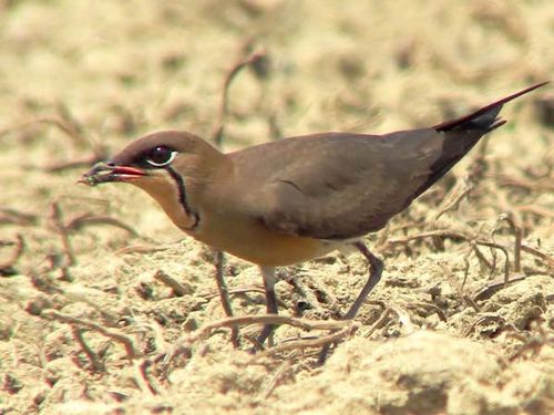 Oriental Pratincole | Glareola maldivarum photo