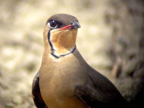 Oriental Pratincole | Glareola maldivarum photo