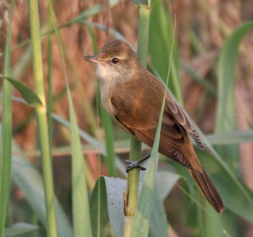 Oriental Reed-Warbler | Acrocephalus orientalis photo