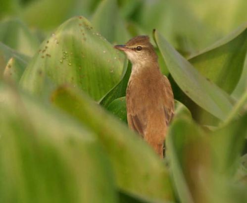 Oriental Reed-Warbler | Acrocephalus orientalis photo