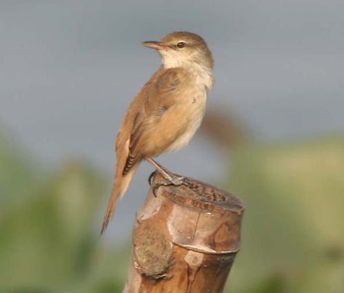 Oriental Reed-Warbler | Acrocephalus orientalis photo