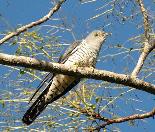 Oriental Cuckoo | Cuculus optatus photo