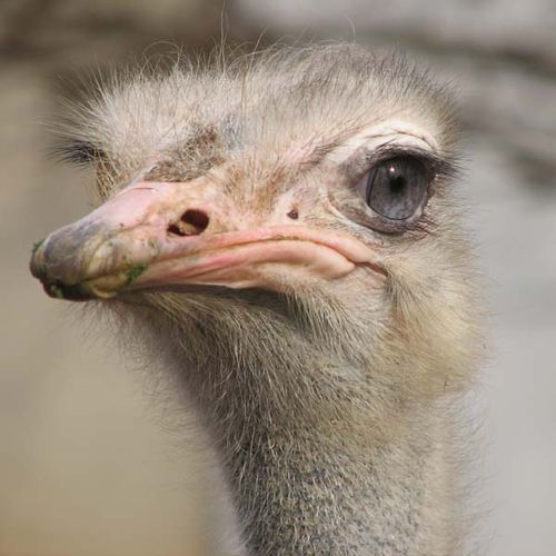 Ostrich | Struthio camelus photo