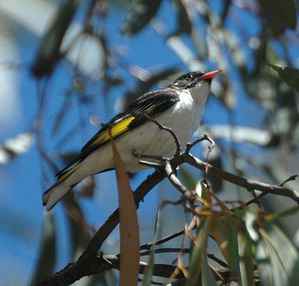 Painted Honeyeater | Grantiella picta photo