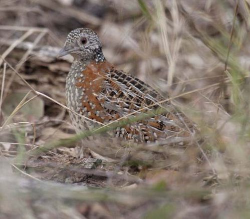 Painted Button-quail | Turnix varia photo