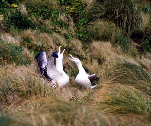 Royal Albatross | Diomedea epomophora photo