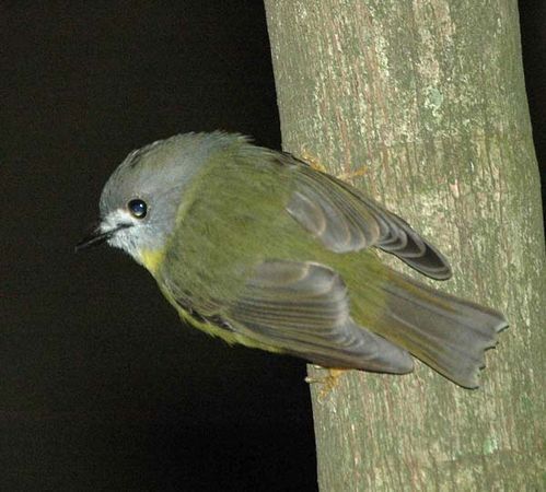 Pale-yellow Robin | Tregellasia capito photo