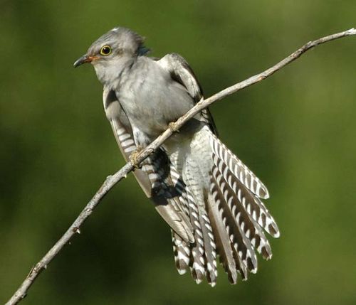 Pallid Cuckoo | Cuculus pallidus photo