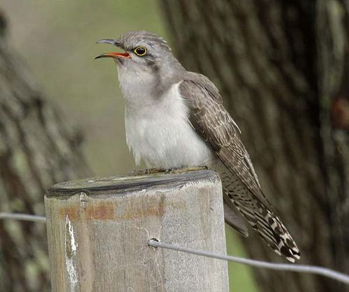 Pallid Cuckoo | Cuculus pallidus photo