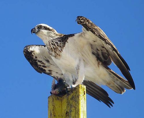 Osprey | Pandion haliaetus photo