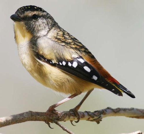 Spotted Pardalote | Pardalotus punctatus photo