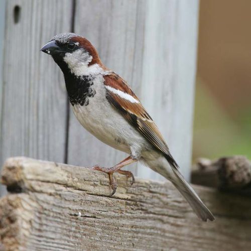 House Sparrow | Passer domesticus photo