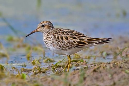 Pectoral Sandpiper | Calidris melanotos photo