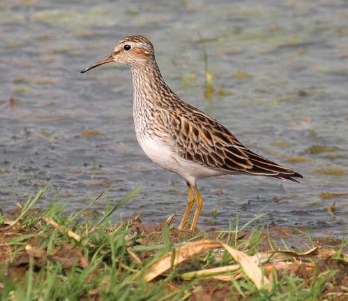 Pectoral Sandpiper | Calidris melanotos photo