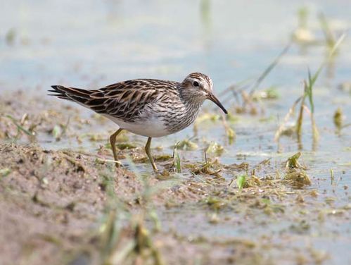 Pectoral Sandpiper | Calidris melanotos photo