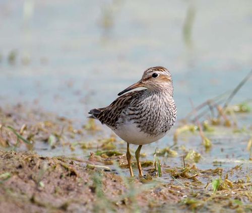 Pectoral Sandpiper | Calidris melanotos photo