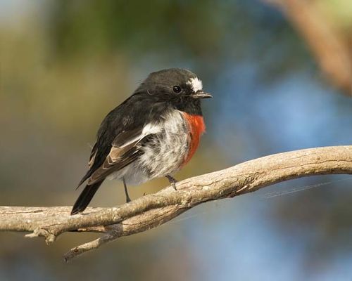 Scarlet Robin | Petroica boodang photo