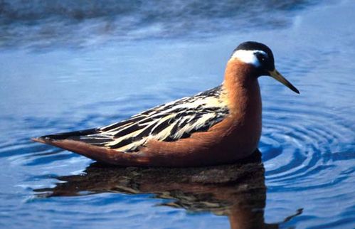 Grey Phalarope | Phalaropus fulicaria photo