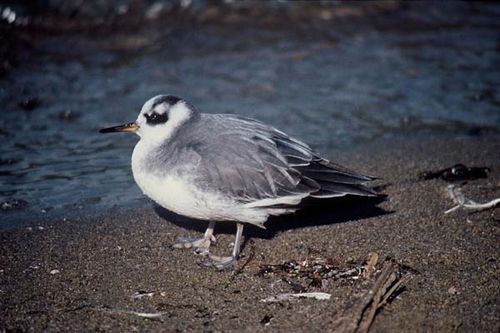 Grey Phalarope | Phalaropus fulicaria photo