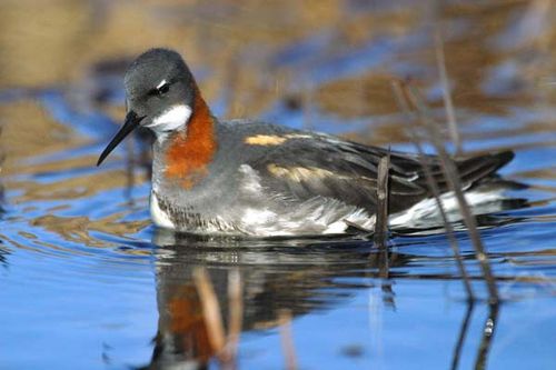 Red-necked Phalarope | Phalaropus lobatus photo