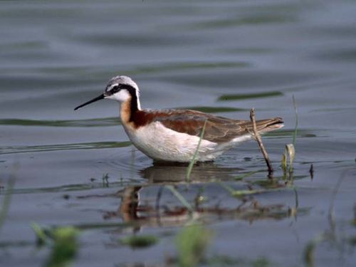 Wilsons Phalarope | Steganopus tricolor photo