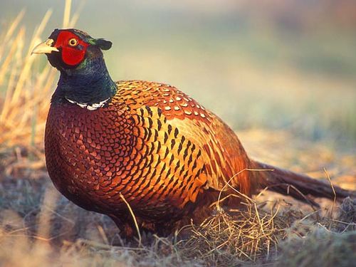 Common Pheasant | Phasianus colchicus photo