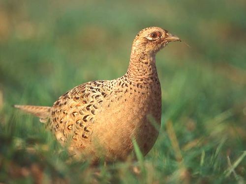 Common Pheasant | Phasianus colchicus photo