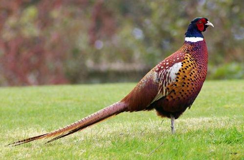 Common Pheasant | Phasianus colchicus photo