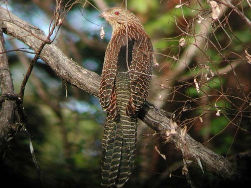 Pheasant Coucal | Centropus phasianinus photo