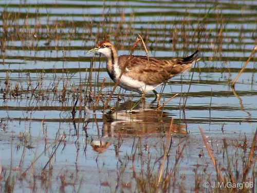 Pheasant-tailed Jacana | Hydrophasianus chirurgus photo