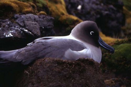 Light-mantled Sooty Albatross | Phoebetria palpebrata photo