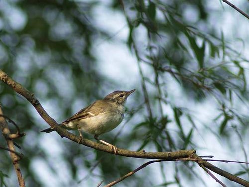 Arctic Warbler | Phylloscopus borealis photo