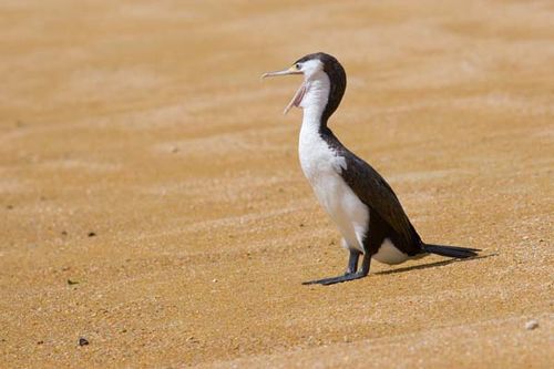 Pied Cormorant | Phalacrocorax varius photo