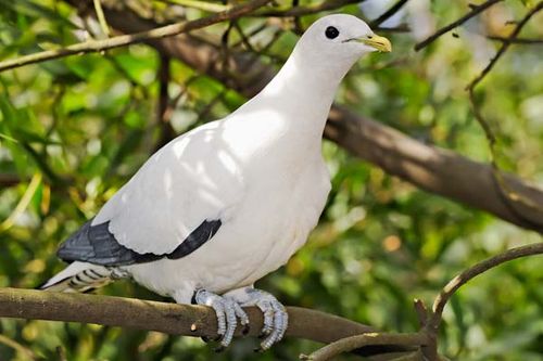 Pied Imperial-Pigeon | Ducula bicolor photo